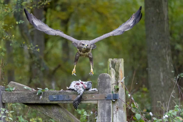 Běžný Krkavec Buteo Buteo Pták Letící Plotu Warwickshire Říjen 2021 — Stock fotografie