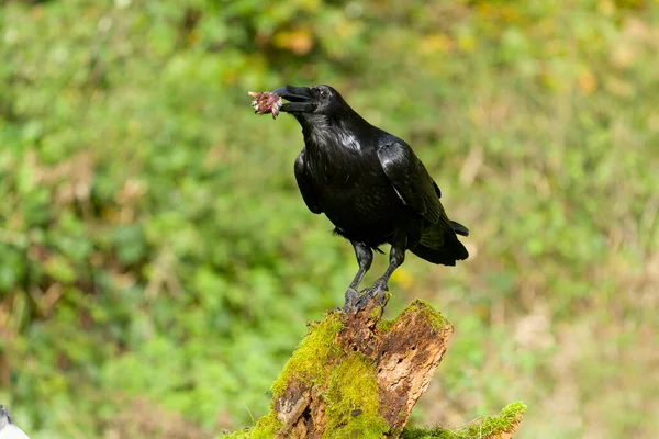 Raven Corvus Corax Alleenstaande Vogel Logboek Warwickshire Oktober 2021 — Stockfoto