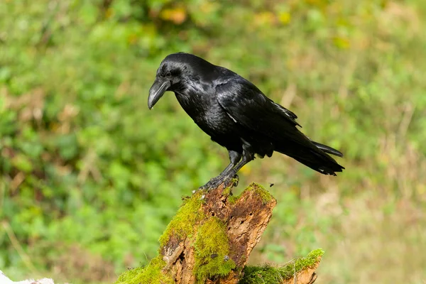 Raven Corvus Corax Alleenstaande Vogel Logboek Warwickshire Oktober 2021 — Stockfoto