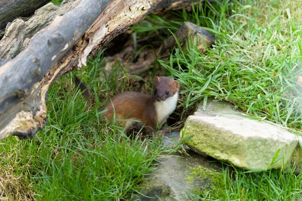 Stoat Mustela Erminea Egyedülálló Emlős Fogoly 2021 Október — Stock Fotó