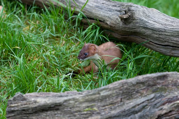 Stoat Mustela Erminea Egyedülálló Emlős Fogoly 2021 Október — Stock Fotó