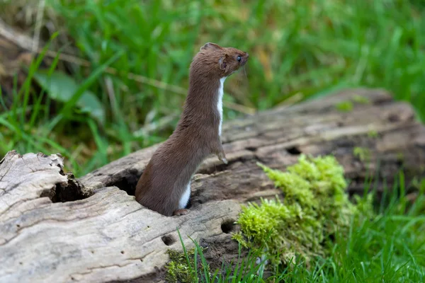 Weasel Mustela Nivalis Common Least Weasel Captive October 2021 — Stock Photo, Image