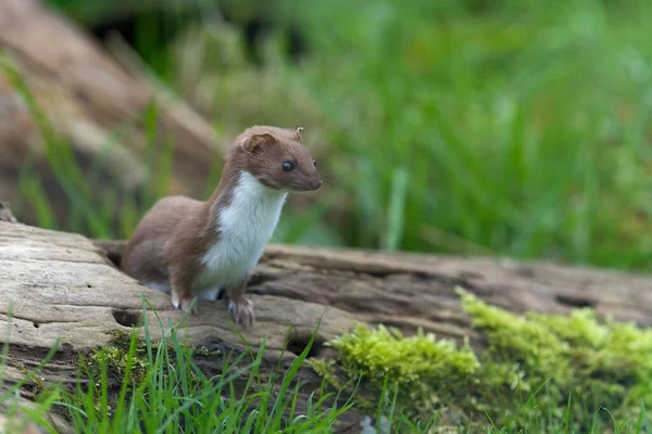 Lasička Mustela Nivalis Běžná Nebo Nejméně Lasička Zajatec Říjen 2021 — Stock fotografie