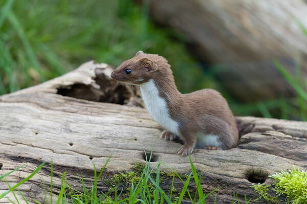 Weasel, Mustela nivalis, Common or least weasel, Captive, October 2021