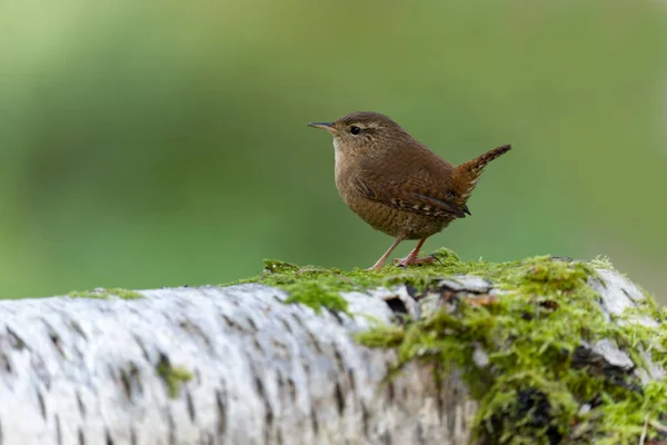 stock image Wren, Troglodytes troglodytes, Single bird on log, Warwickshire, November 2021