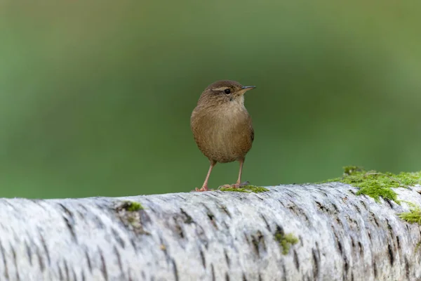 Wren Troglodytes Troglodytes Single Bird Log Warwickshire November 2021 — 图库照片