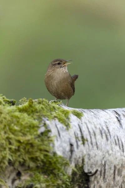 Wren Troglodytes Troglodytes Single Bird Log Warwickshire Noviembre 2021 — Foto de Stock