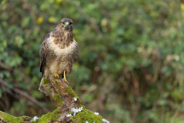 Yaygın akbaba, Buteo buteo, tek günlük kuş, Warwickshire, Kasım 2021