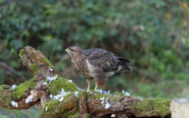 Yaygın akbaba, Buteo buteo, tek günlük kuş, Warwickshire, Kasım 2021