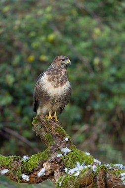 Yaygın akbaba, Buteo buteo, tek günlük kuş, Warwickshire, Kasım 2021