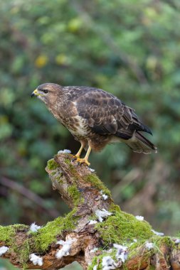 Yaygın akbaba, Buteo buteo, tek günlük kuş, Warwickshire, Kasım 2021
