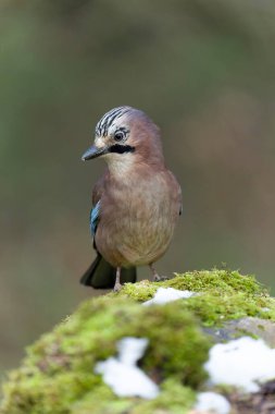 Jay, Garrulus glandarius.Günlükte kuş, Warwickshire, Kasım 20211