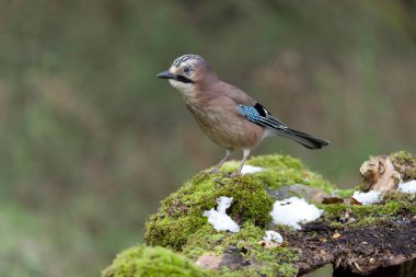 Jay, Garrulus glandarius.Günlükte kuş, Warwickshire, Kasım 20211