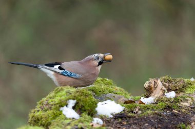 Jay, Garrulus glandarius.Günlükte kuş, Warwickshire, Kasım 20211