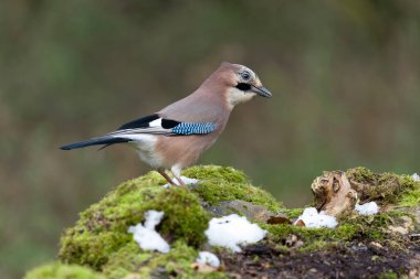 Jay, Garrulus glandarius.Günlükte kuş, Warwickshire, Kasım 20211