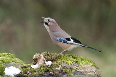 Jay, Garrulus glandarius.Günlükte kuş, Warwickshire, Kasım 20211