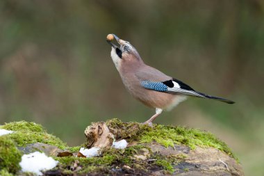 Jay, Garrulus glandarius.Günlükte kuş, Warwickshire, Kasım 20211