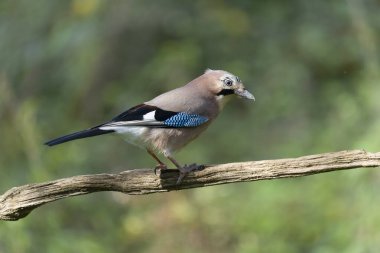 Jay, Garrulus Glandarius, tek kuş, Warwickshire, Kasım 2021