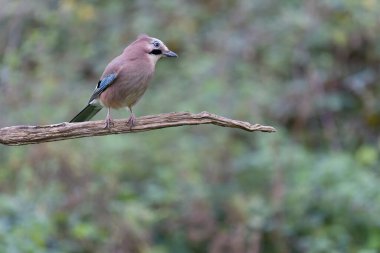 Jay, Garrulus Glandarius, tek kuş, Warwickshire, Kasım 2021