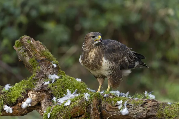 Κοινό Αρπακτικό Buteo Buteo Ενιαίο Πτηνό Στο Ημερολόγιο Warwickshire Νοέμβριος — Φωτογραφία Αρχείου