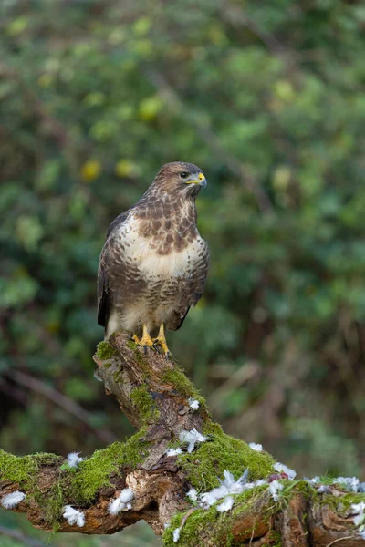 Yaygın akbaba, Buteo buteo, tek günlük kuş, Warwickshire, Kasım 2021