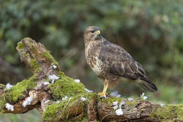 Běžný Krkavec Buteo Buteo Jediný Pták Kládě Warwickshire Listopad 2021 — Stock fotografie