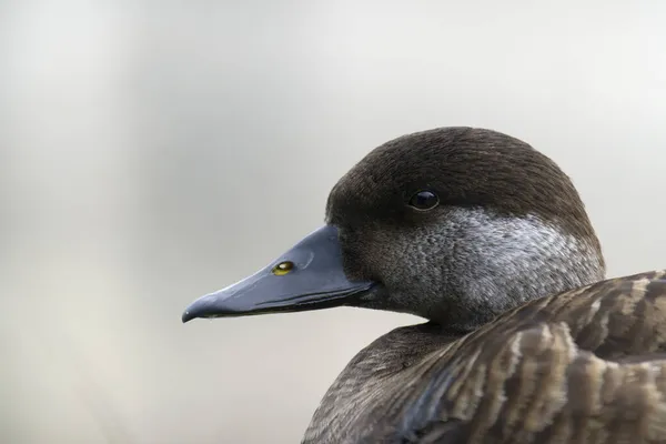 Common Scoter Melanitta Nigra Single Female Head Shot Captive November — Stock Photo, Image