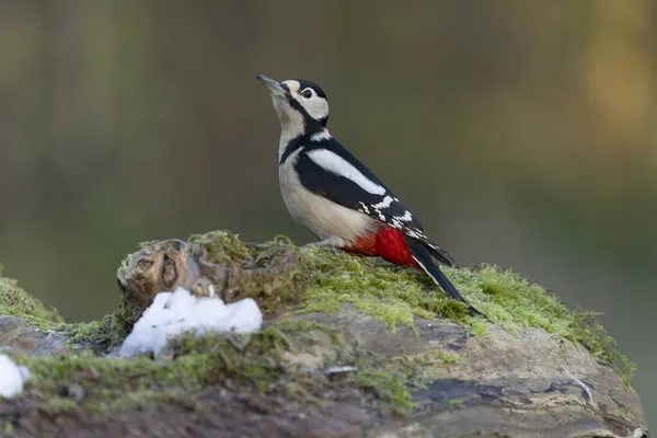 Great Spotted Woodpecker Dendrocopos Major Single Fena Log Warwickshire Listopad — Stock fotografie