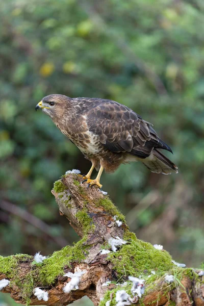 Yaygın akbaba, Buteo buteo, tek günlük kuş, Warwickshire, Kasım 2021