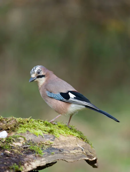 Eichelhäher Garrulus Glandarius Einzelner Vogel Auf Baumstamm Warwickshire November 20211 — Stockfoto