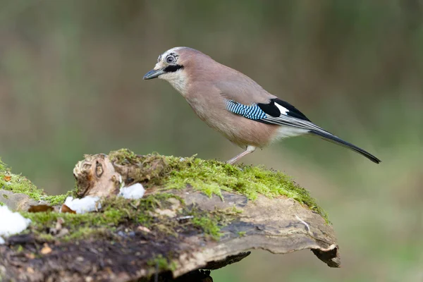 Jay Garrulus Glandarius Singel Fågel Loggen Warwickshire November 20211 — Stockfoto