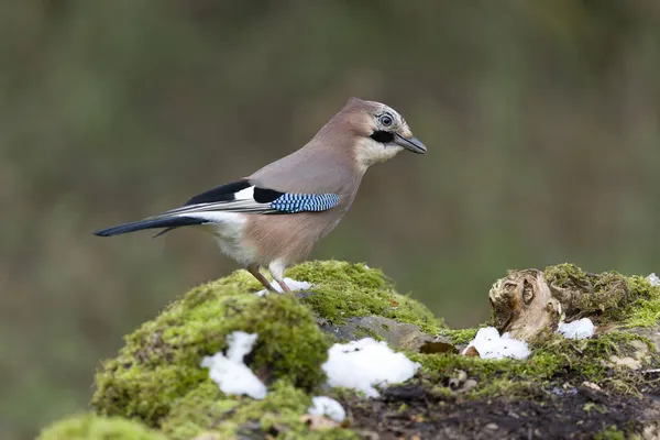 Jay Garrulus Glandarius Single Pássaro Log Warwickshire Novembro 20211 — Fotografia de Stock