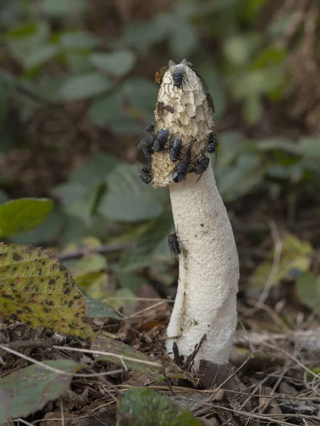 Stinkhorn Phallus Impudicus Fungi Woodland Covered Flies Warwickshire November 2021 — Stock Photo, Image