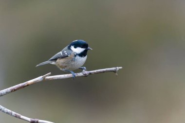 Coat tit, Periparus ater, Single bird on branch, Scotland, December 2021