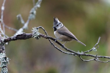 Crested tit, Lophophanes cristatus, single bird on branch, Scotland, December 2021