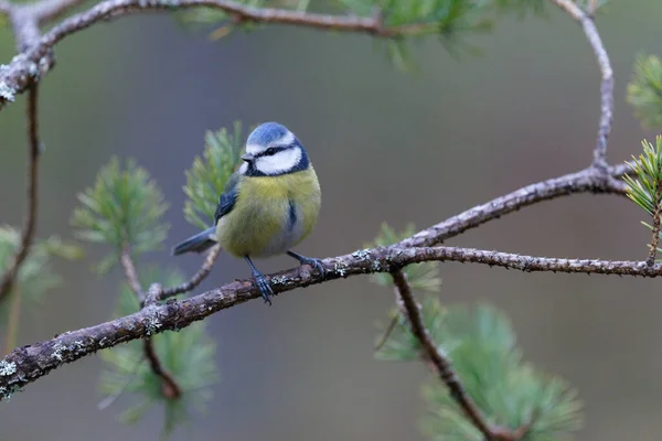 Blue Tit Cyanistes Caeruleus Single Bird Branch Scotland December 2021 — Photo