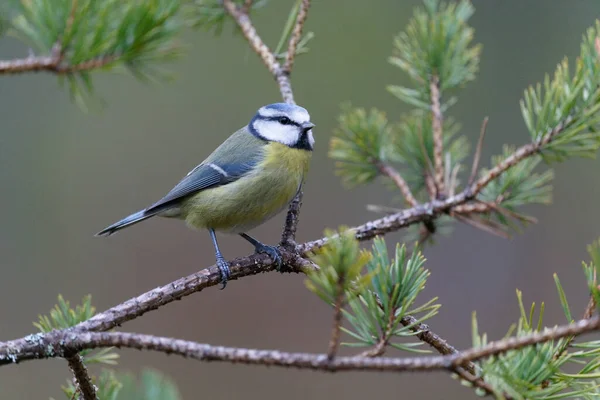 Blue Tit Cyanistes Caeruleus Single Bird Branch Scotland December 2021 — Stock Fotó