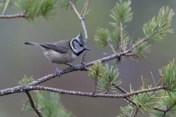 Crested Tit Lophophanes Cristatus Single Bird Branch Scotland December 2021 — Fotografia de Stock