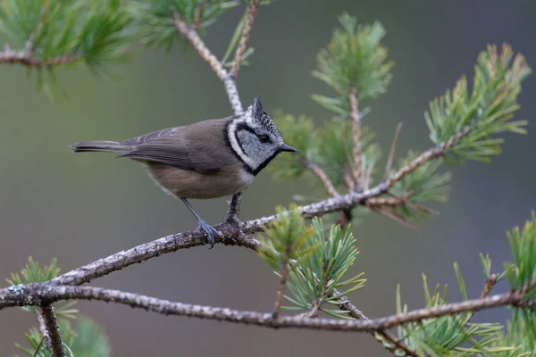 Crested Tit Lophophanes Cristatus Single Bird Branch Scotland December 2021 — 스톡 사진