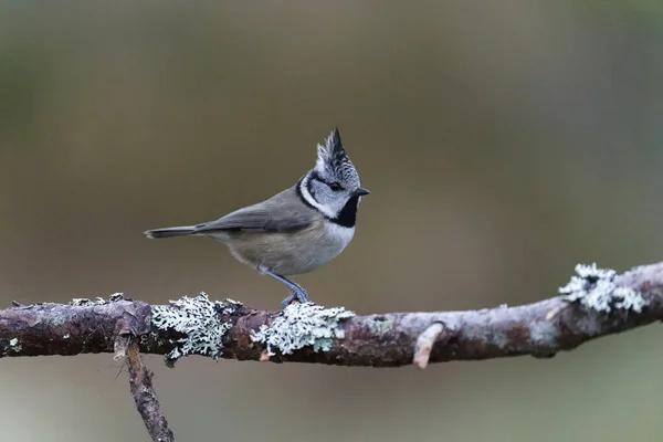 Crested Tit Lophophanes Cristatus Single Bird Branch Scotland December 2021 — Foto Stock