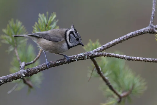 Crested Tit Lophophanes Cristatus Single Bird Branch Scotland December 2021 — Foto Stock