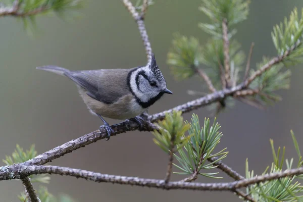 Crested Tit Lophophanes Cristatus Single Bird Branch Scotland December 2021 — Stockfoto