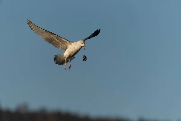 Herring Gull Larus Argentatus Young Bird Opening Messels Dropping Them — Stockfoto