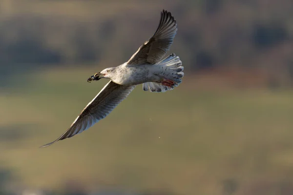 Herring Gull Larus Argentatus Young Bird Opening Messels Dropping Them — Foto Stock