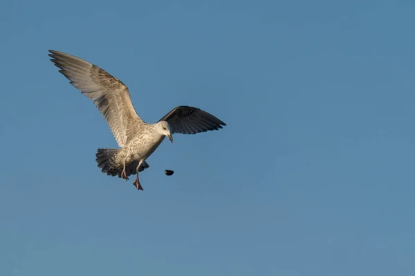 Herring Gull Larus Argentatus Young Bird Opening Messels Dropping Them — Stockfoto