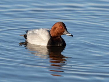 Kuzey pochard, Aythya ferina, su üzerinde bekar erkek, Welney, Norfolk, Ocak 2022