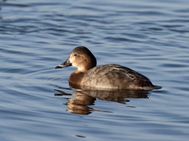 Kuzey pochard, Aythya ferina, su üzerinde bekar kadın, Welney, Norfolk, Ocak 2022