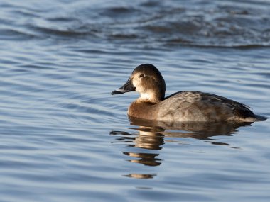 Kuzey pochard, Aythya ferina, su üzerinde bekar kadın, Welney, Norfolk, Ocak 2022