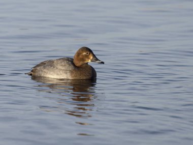 Kuzey pochard, Aythya ferina, su üzerinde bekar kadın, Welney, Norfolk, Ocak 2022