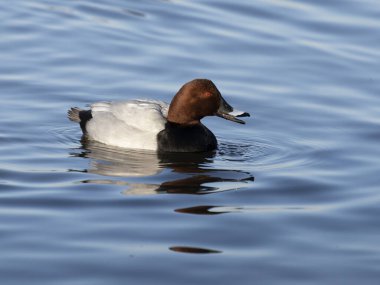 Kuzey pochard, Aythya ferina, su üzerinde bekar erkek, Welney, Norfolk, Ocak 2022